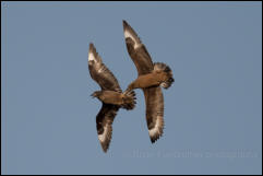 Great Skuas (Stercorarius skua), known locally as Bonxies