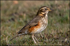 Redwing (Turdus iliacus)