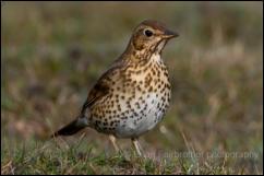 Song Thrush (Turdus philomelos)