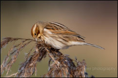 Reed Bunting (Emberiza schoeniclus)