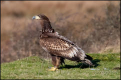 White-tailed Eagle (Haliaeetus albicilla)