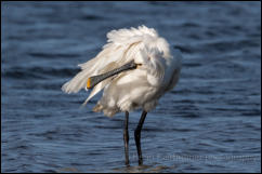 Spoonbill (Platalea leucorodia)