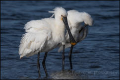 Spoonbill (Platalea leucorodia)