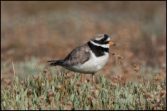 Ringed Plover (Charadrius hiaticula)