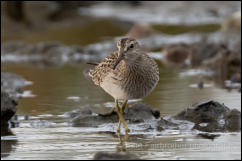 Pectoral Sandpiper (Calidris melanotos)