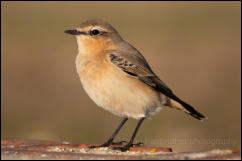 Wheatear (Oenanthe oenanthe)