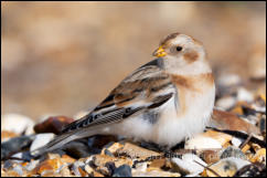 Snow Bunting (Plectrophenax nivalis)