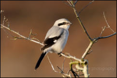 Great Grey Shrike (Lanius excubitor)