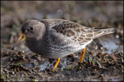 Purple Sandpiper (Calidris maritima)