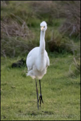 Great White Egret (Egretta alba)