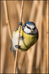 Blue Tit (Cyanistes caeruleus)