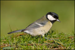 Great Tit (Parus major)