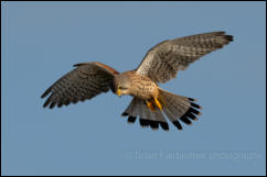 Kestrel (Falco tinnunculus)