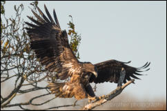 White-tailed Eagle (Haliaeetus albicilla)