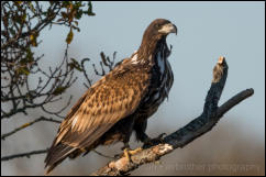 White-tailed Eagle (Haliaeetus albicilla)