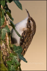 Treecreeper (Certhia familiaris)