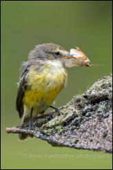 Vermilion flycatcher (Pyrocephalus nanus)