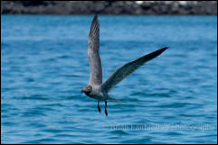  Lava gull (Leucophaeus fuliginosus)