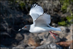 Swallow-tailed gull (Creagrus furcatus) 