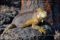 Galapagos Land Iguana (Conolophus subcristatus)