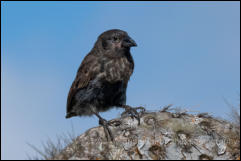  Medium Ground Finch (Geospiza fortis)