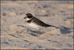 Semi-palmated plover (Charadrius semipalmatus)