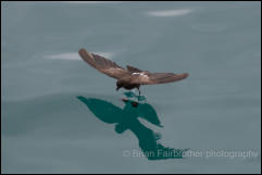  White-vented Storm Petrel (Oceanites gracilis)