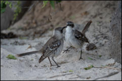 Galápagos mockingbird (Mimus parvulus) 