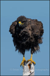  Galápagos hawk (Buteo galapagoensis) 