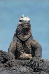 Galapagos Marine Iguana (Amblyrhynchus cristatus) 