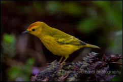 Yellow Warbler (Dendroica petechia)