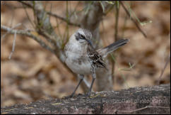  San Cristóbal mockingbird (Mimus melanotis)