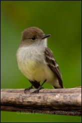 Galápagos flycatcher (Myiarchus magnirostris) 