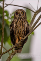 Short-eared owl (Asio flammeus) 