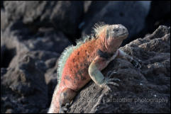 Galapagos Marine Iguana (Amblyrhynchus cristatus)  