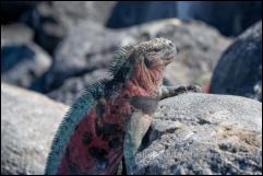 Galapagos Marine Iguana (Amblyrhynchus cristatus) 