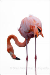 American flamingo (Phoenicopterus ruber) 