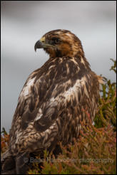 Juvenile Galápagos hawk (Buteo galapagoensis) 