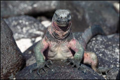 Galapagos Marine Iguana (Amblyrhynchus cristatus)  