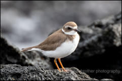 Semi-palmated plover (Charadrius semipalmatus) 