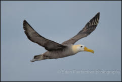 Waved albatross (Phoebastria irrorata) 