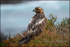 Juvenile Galápagos hawk (Buteo galapagoensis) 