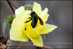 Galápagos Carpenter Bee (Xylocopa darwini) on Galápagos Cotton flower (Gossypium barbadense) 