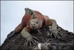 Galapagos Marine Iguana (Amblyrhynchus cristatus)  