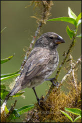 Medium Ground Finch (Geospiza fortis) 