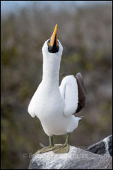 Nazca booby (Sula granti) 