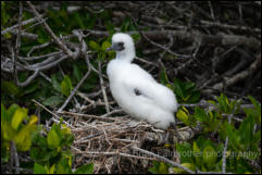 Red-footed booby chick (Sula sula) 