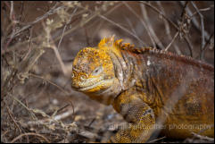 Galapagos Land Iguana (Conolophus subcristatus) 