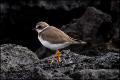 Semi-palmated plover (Charadrius semipalmatus) 