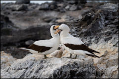 A pair of Nazca boobies with chick (Sula granti)  